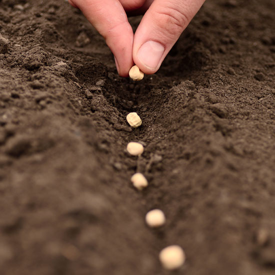 planting-seeds jpg