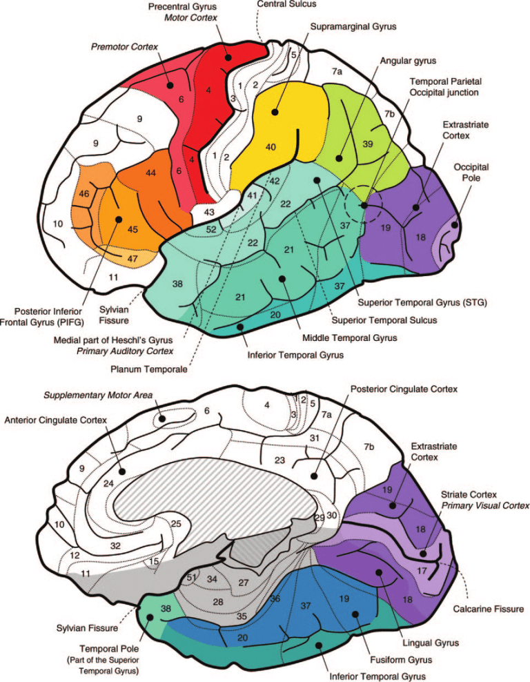 Eleven surprising Facts About How the Brain Processes Language That ...